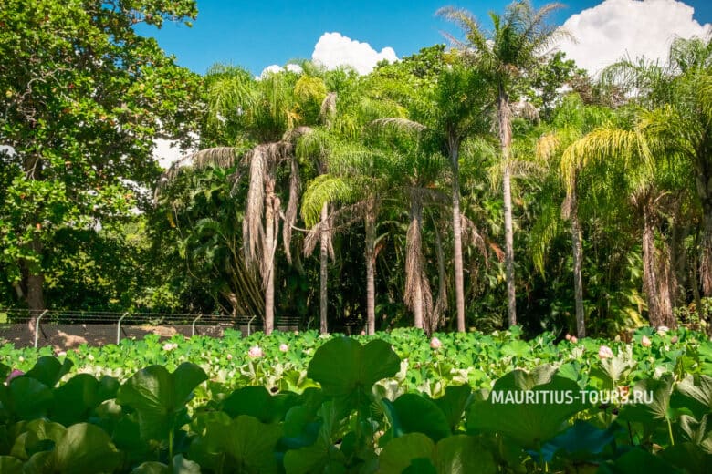 Pamplemousses botanical garden на Маврикии - отзыв об экскурсии